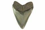 Serrated, Fossil Megalodon Tooth - Georgia #135915-1